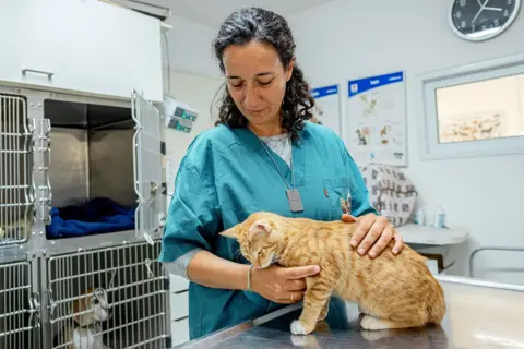 Maya Meshel / BBC Shir, with dark curly hair tied back and dressed in turquoise scrubs, holds a ginger cat in the veterinary clinic