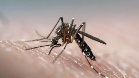 Getty Images A mosquito sits on a person's hand, ready to take a blood meal