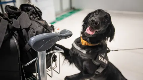 Matthew Goddard Ami, a black retriever in a harness, working as a sniffer dog at Chisinau Airport. She has one front paw on a trolley loaded with luggage.