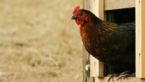 Getty Images A brown chicken with a red plume emerging from a wooden doorway