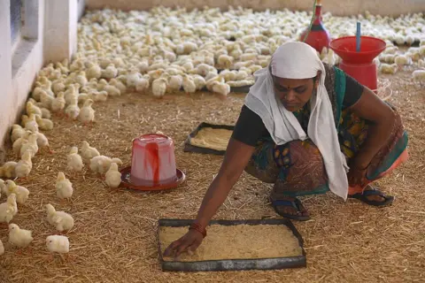 Getty Images An employee working at a poultry farm in Koregaon Mul village, some 30 kilometres from the western Indian city of Pune.