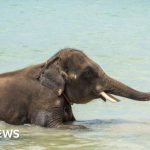 Mahout charged after elephant kills tourist in Thailand